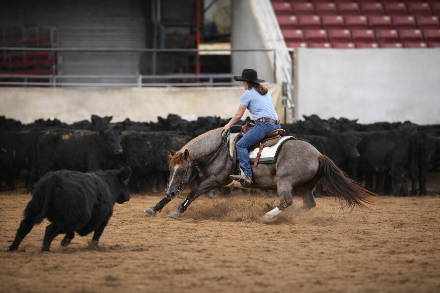 Multi-discipline equine experience