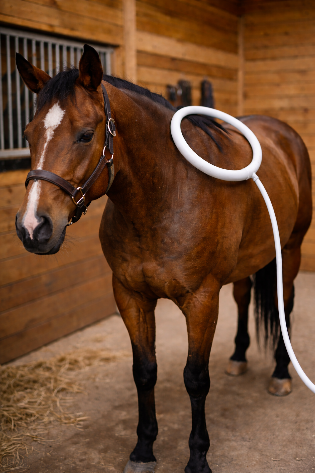 Administering certified PEMF treatment to relaxed horse in Wilton CA stable